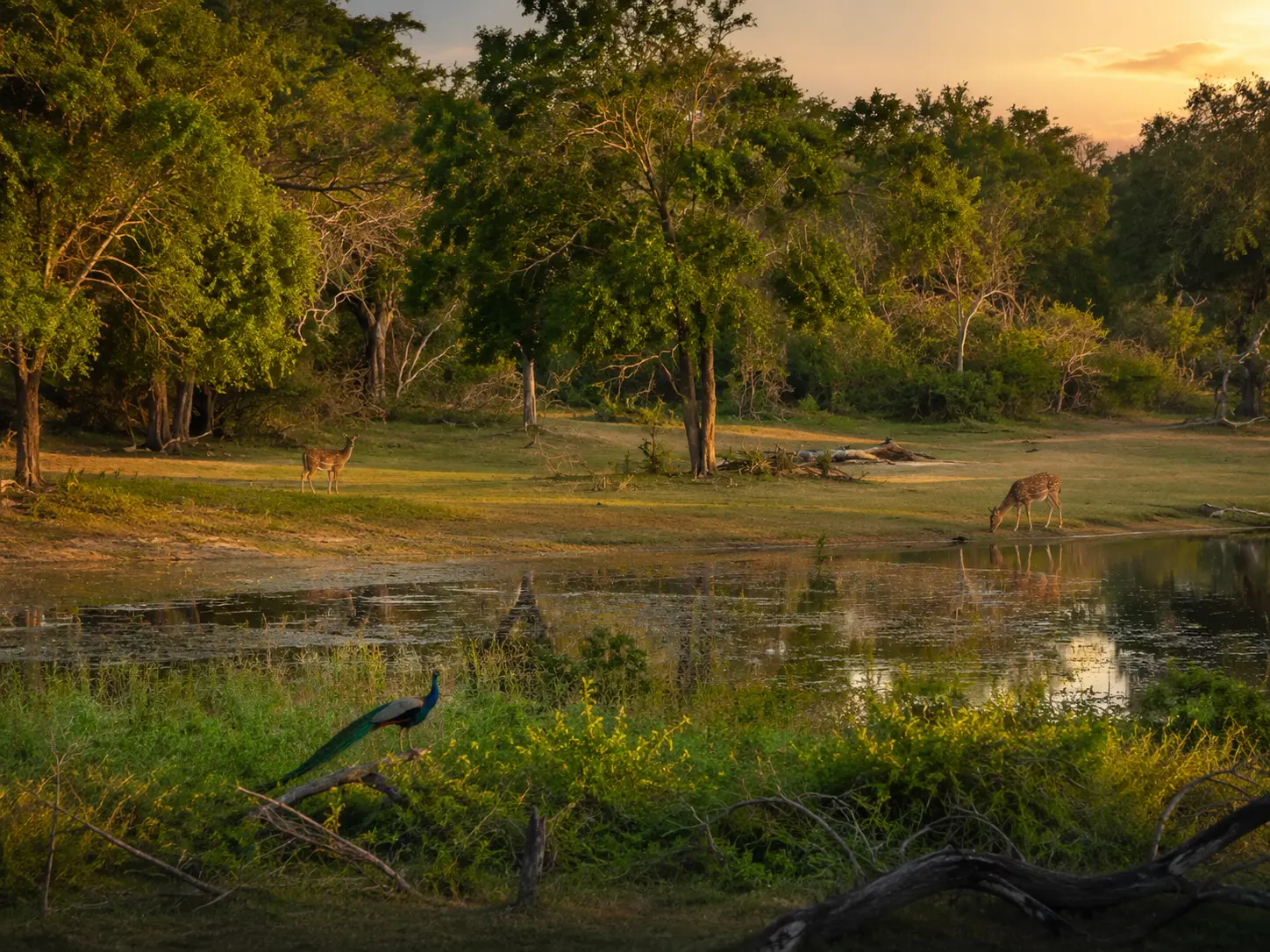 Wilpattu National Park