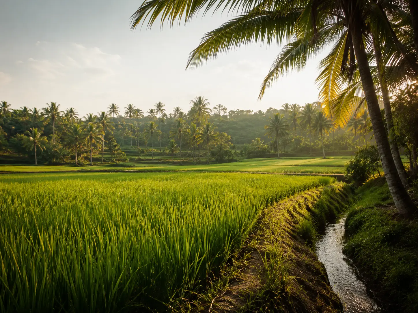 Countryside Paddy Fields